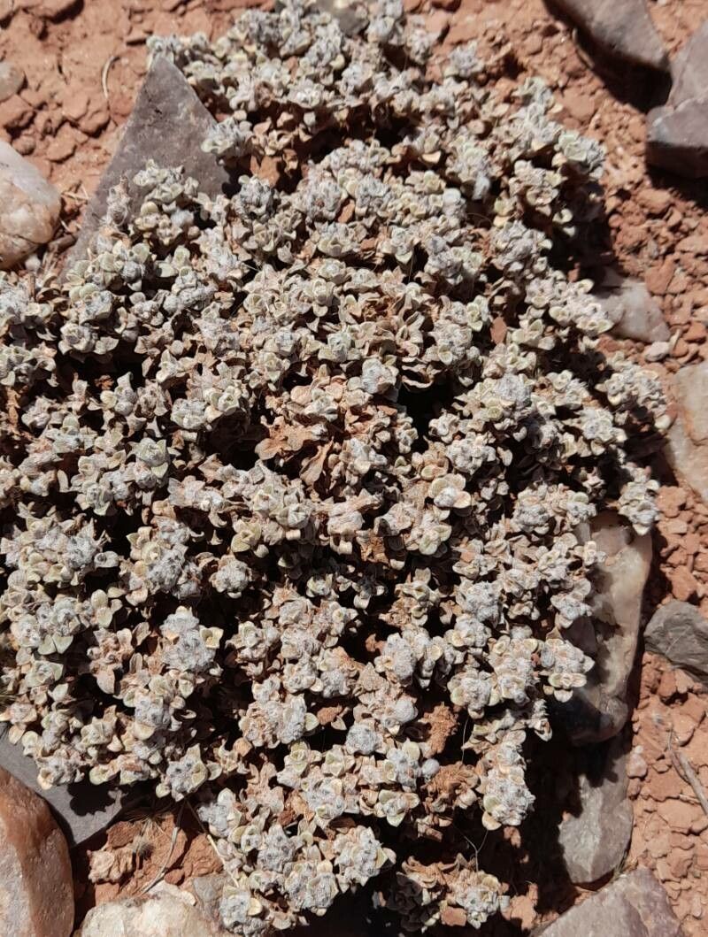 Gomphrena colosacana habit