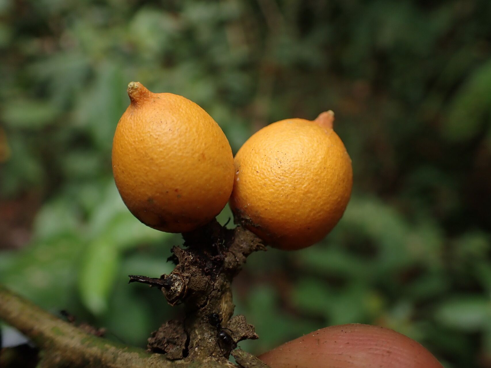 Citropsis articulata fruit