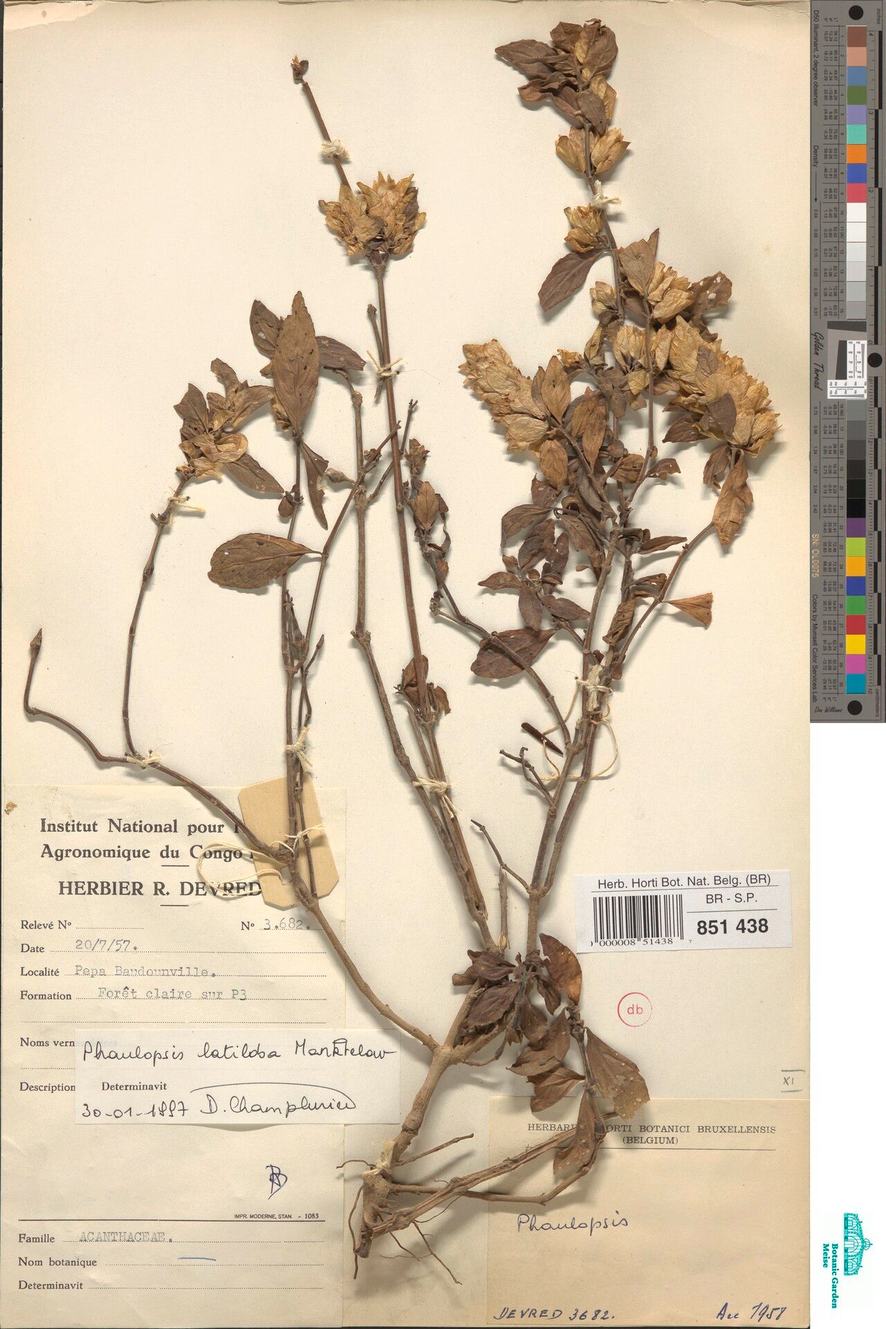 Phaulopsis latiloba — houseplant care guide