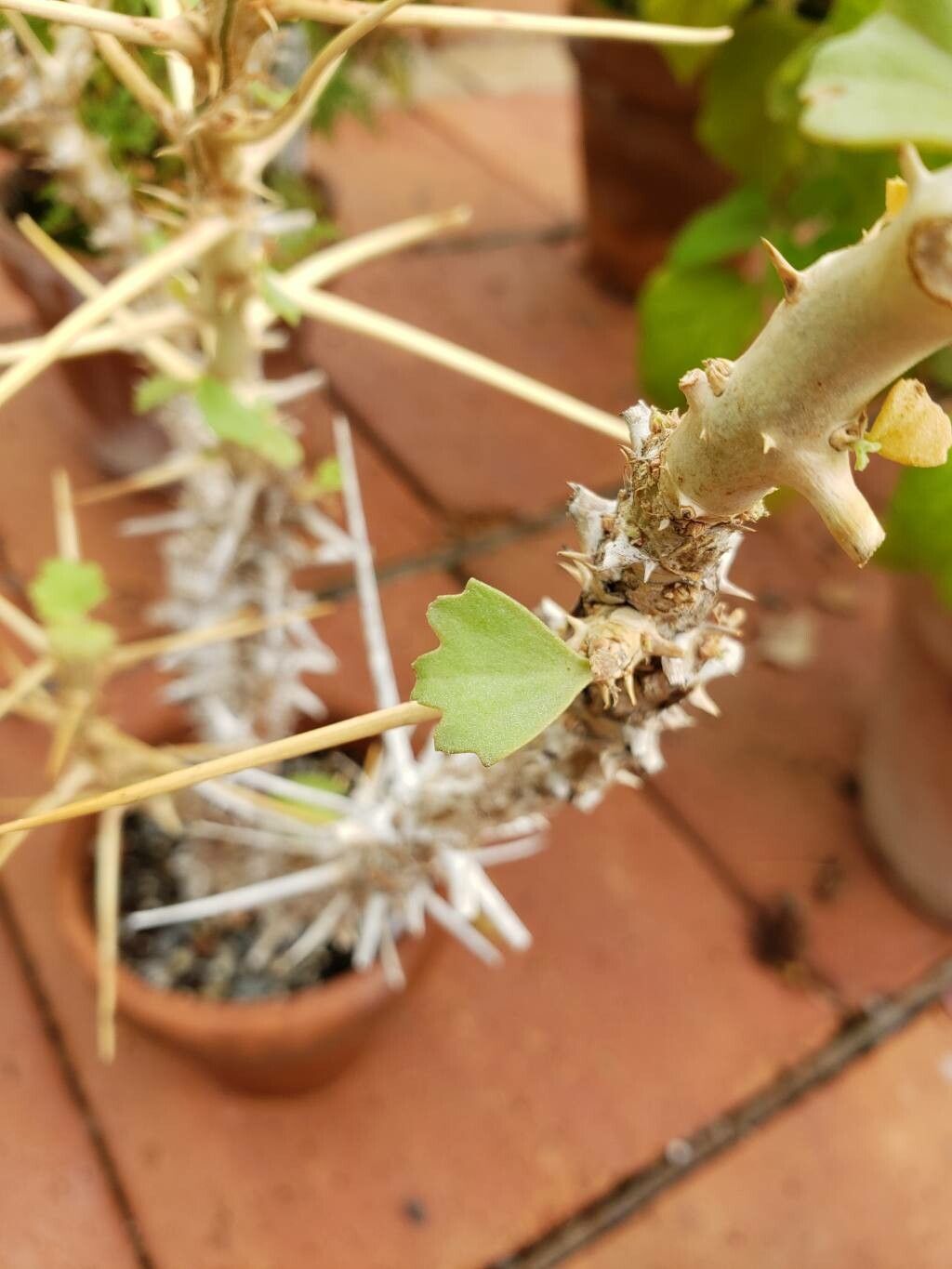 Pelargonium spinosum — houseplant care guide