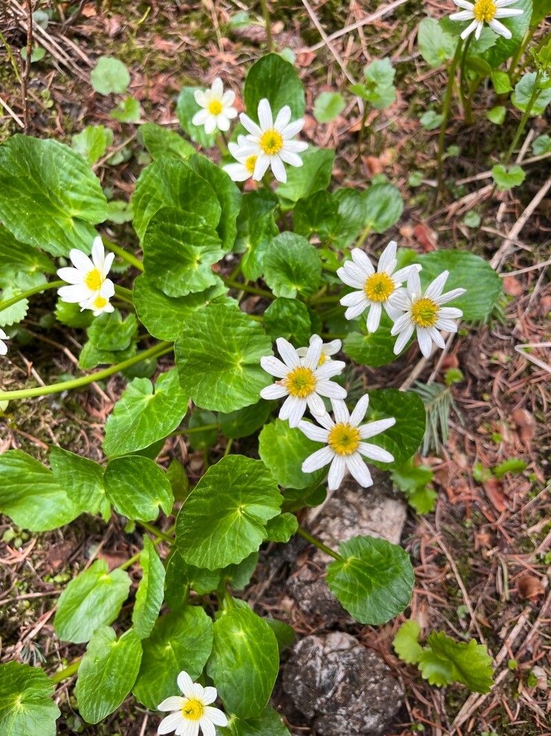 Caltha leptosepala flower