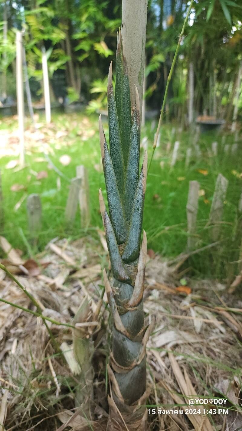Bambusa oliveriana other