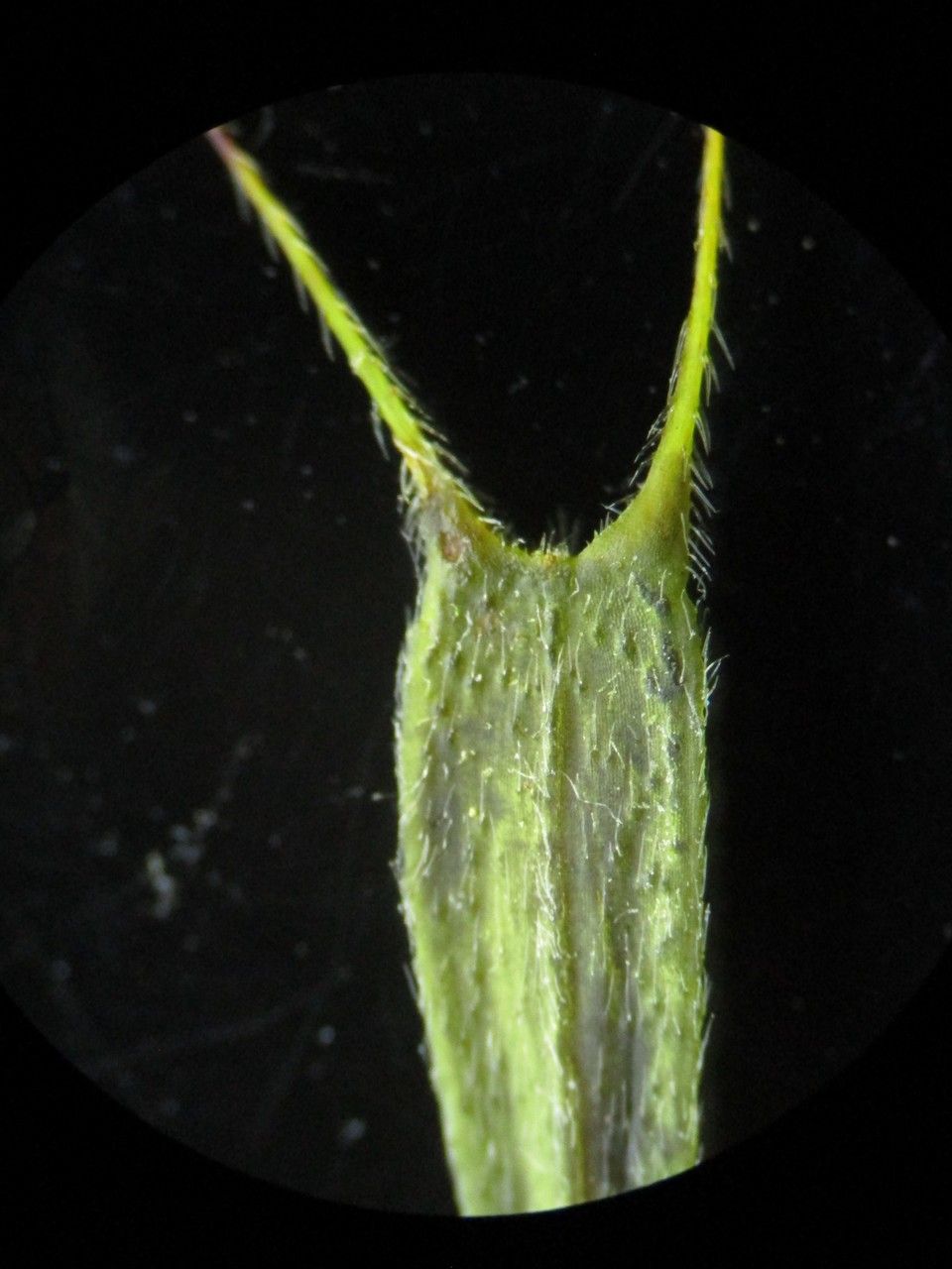 Bidens connata fruit