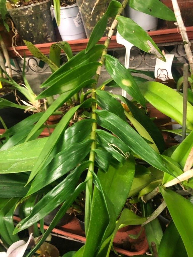 Dendrobium miyasakii — houseplant care guide