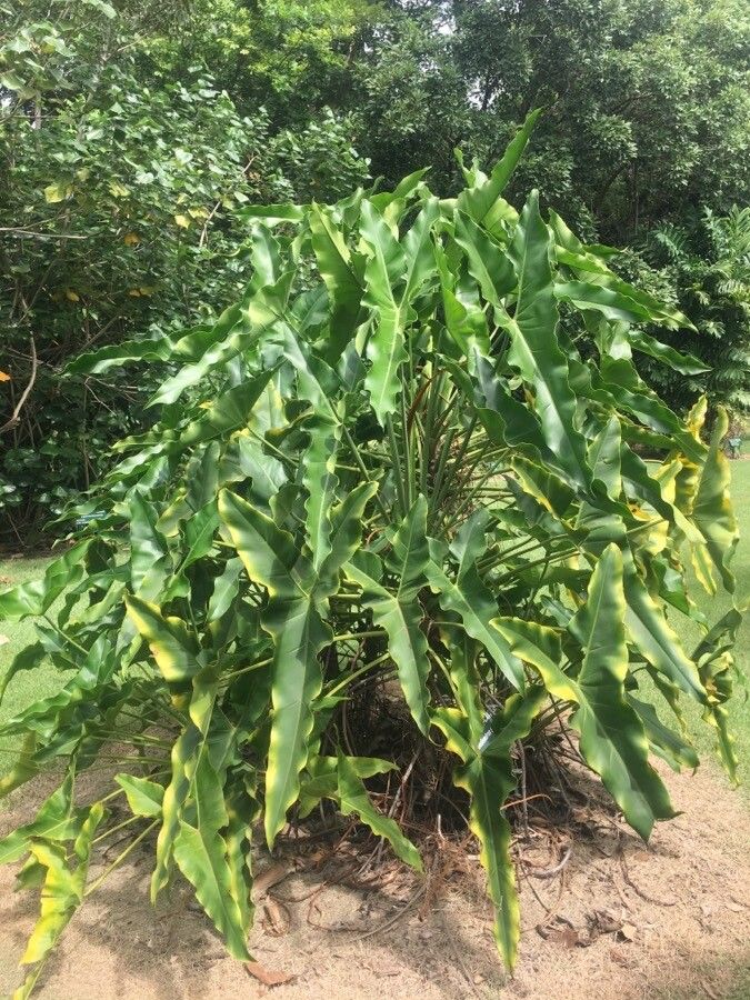 Thaumatophyllum stenolobum habit