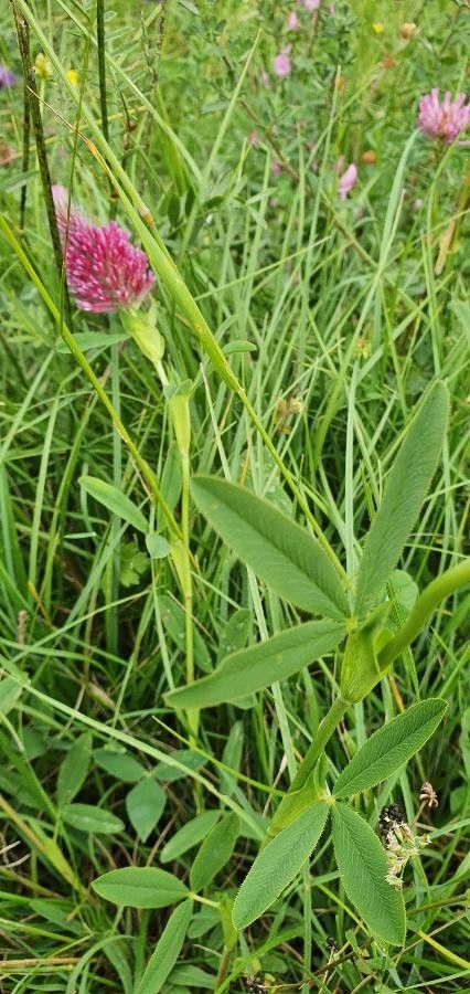 Trifolium rubens — search result for 'Ukraine'