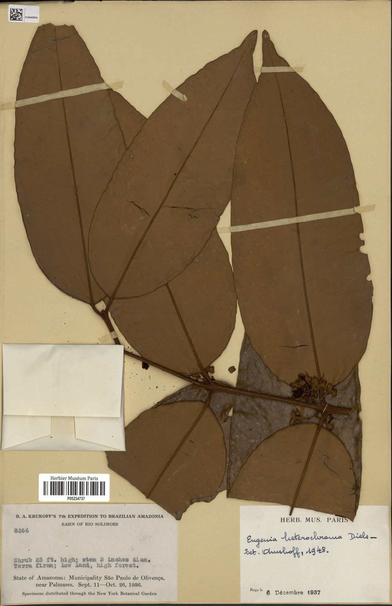 Eugenia heterochroma — houseplant care guide