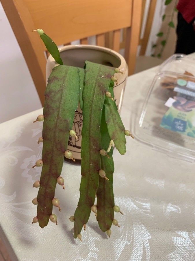 Pseudorhipsalis ramulosa fruit