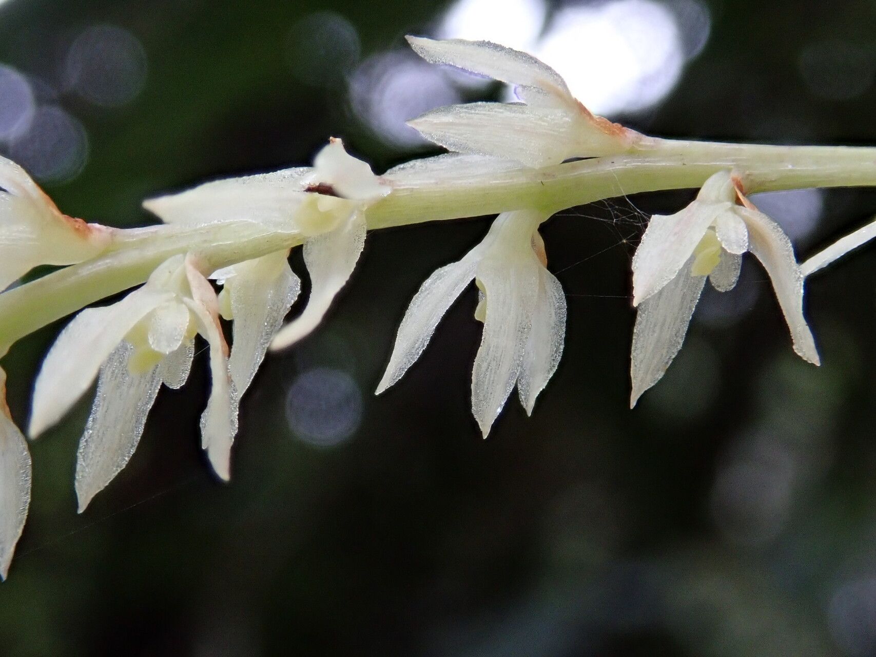 Bulbophyllum multiflorum flower