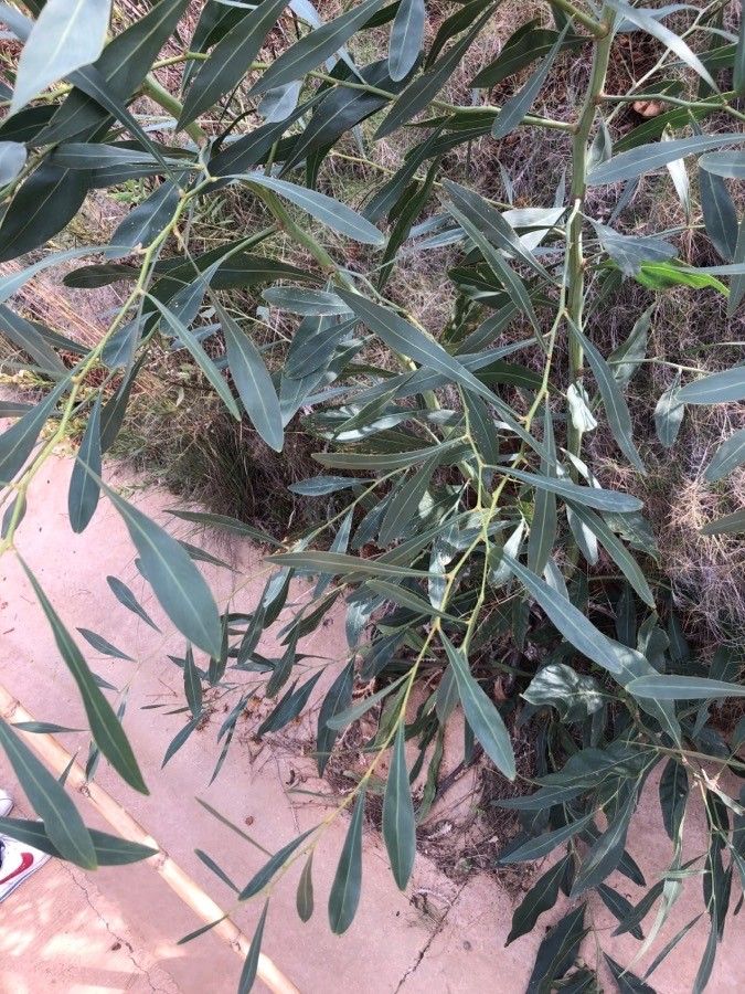 Acacia salicina leaf