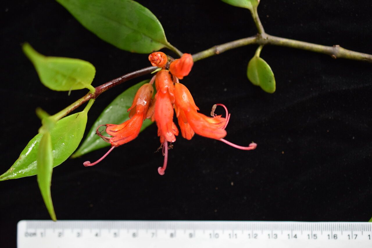 Aeschynanthus hookeri flower