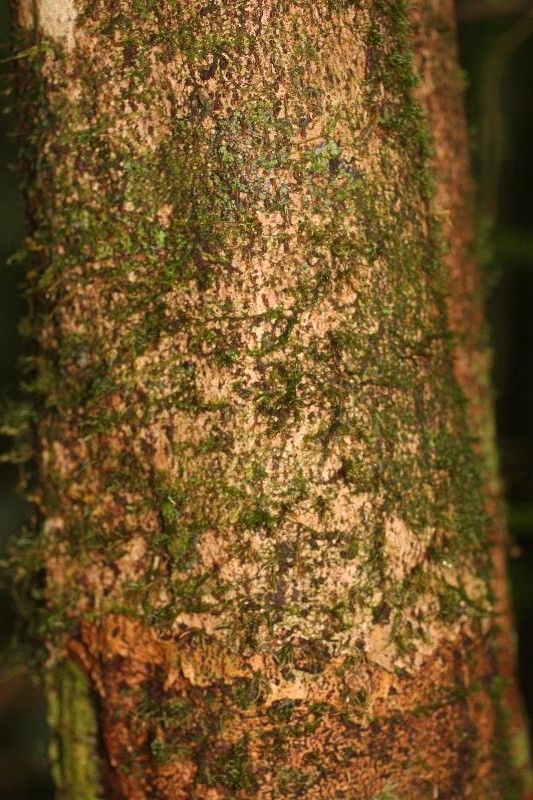 Allophylus angustatus bark