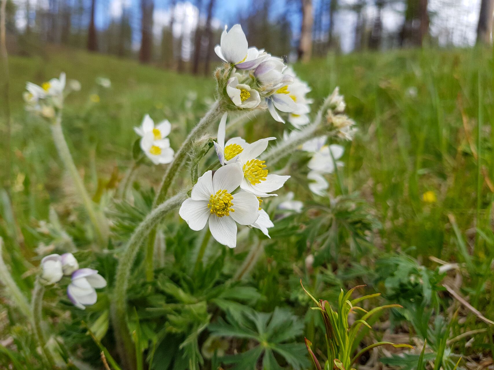 Anemonastrum crinitum — related species from the same genus