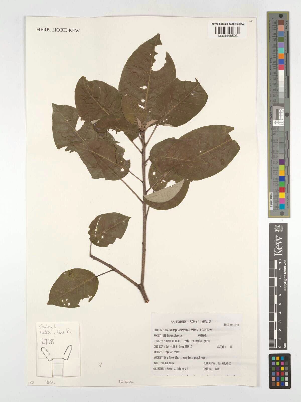 Croton megalocarpoides other