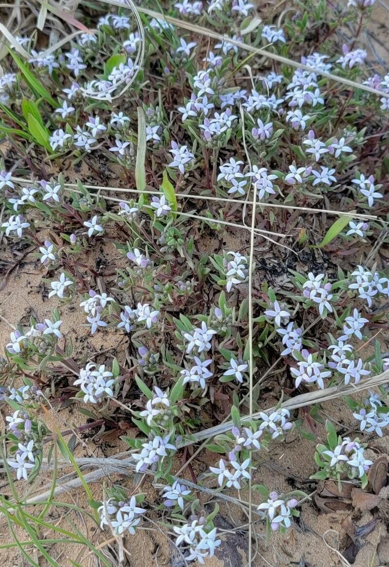 Houstonia rubra — search result for 'Houstonia'
