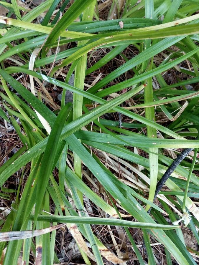 Ophiopogon jaburan leaf