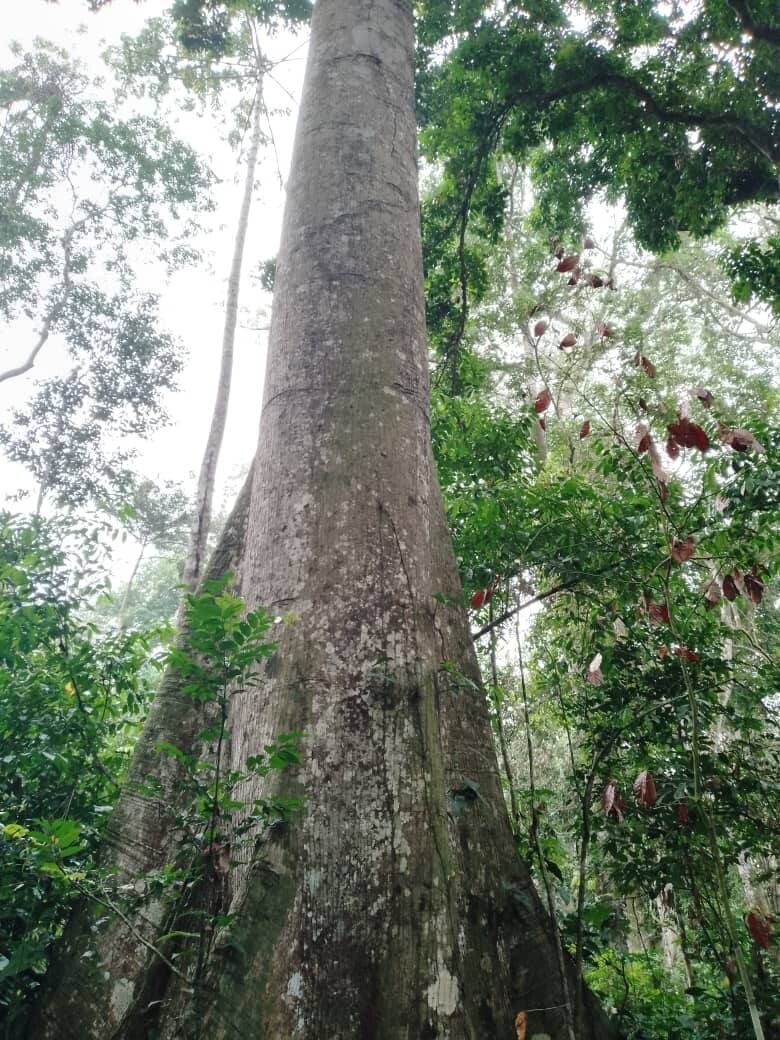 Pterygota bequaertii bark