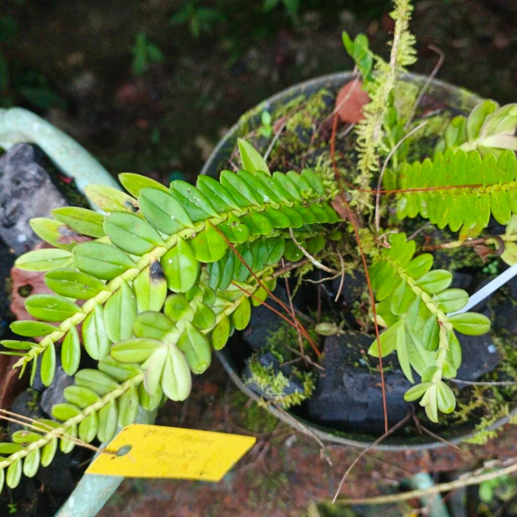 Appendicula undulata — related species from the same genus