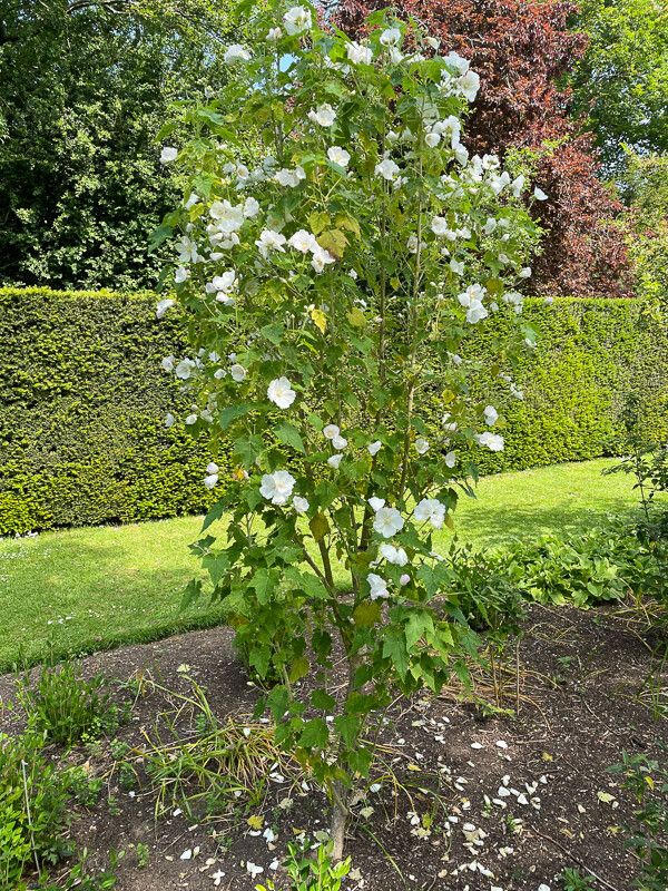 Corynabutilon vitifolium habit