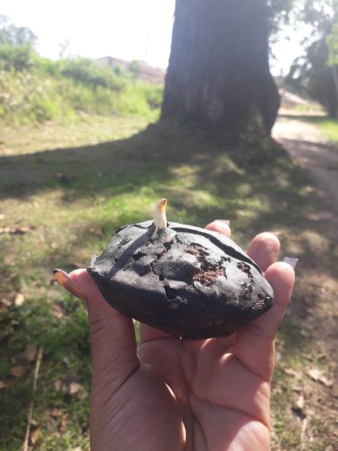 Olax dissitiflora habit