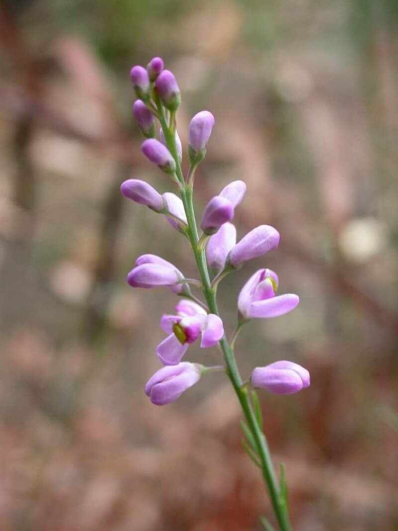 Comesperma virgatum flower
