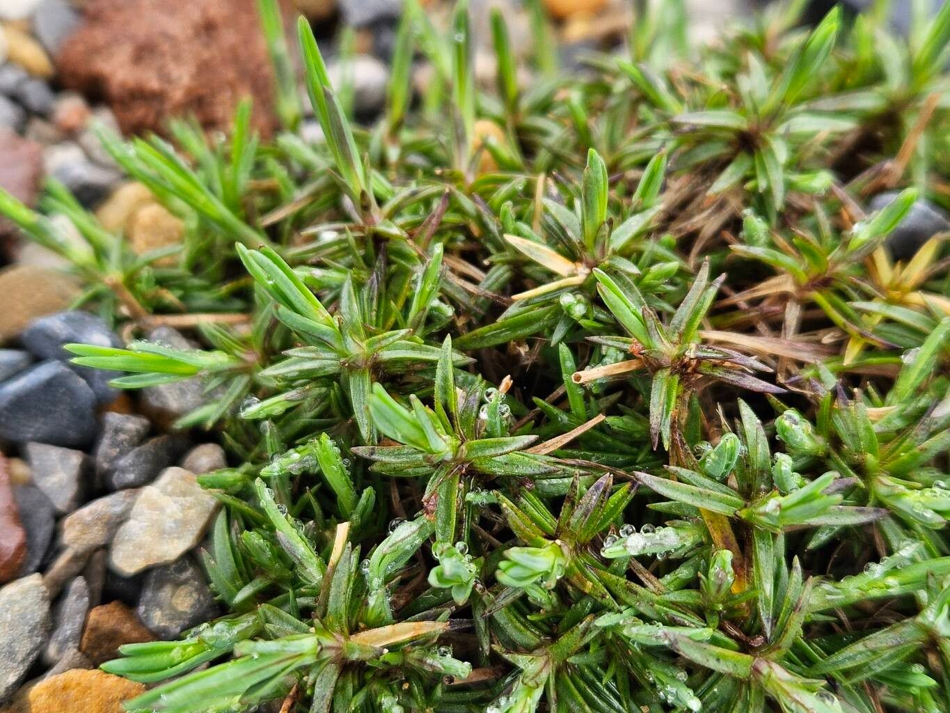 Dianthus squarrosus leaf