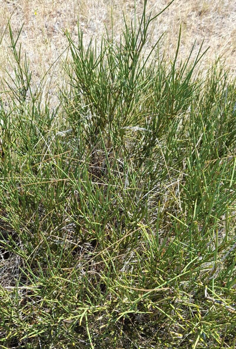 Discaria articulata habit