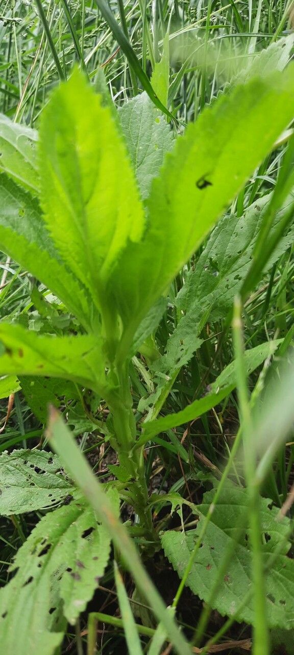 Scrophularia umbrosa habit