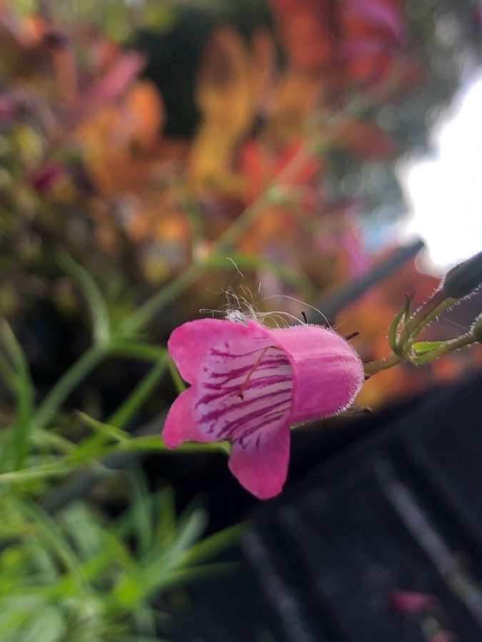 Penstemon heterophyllus flower