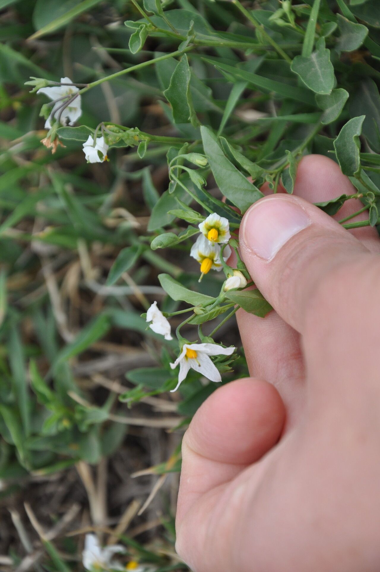 Solanum pygmaeum flower