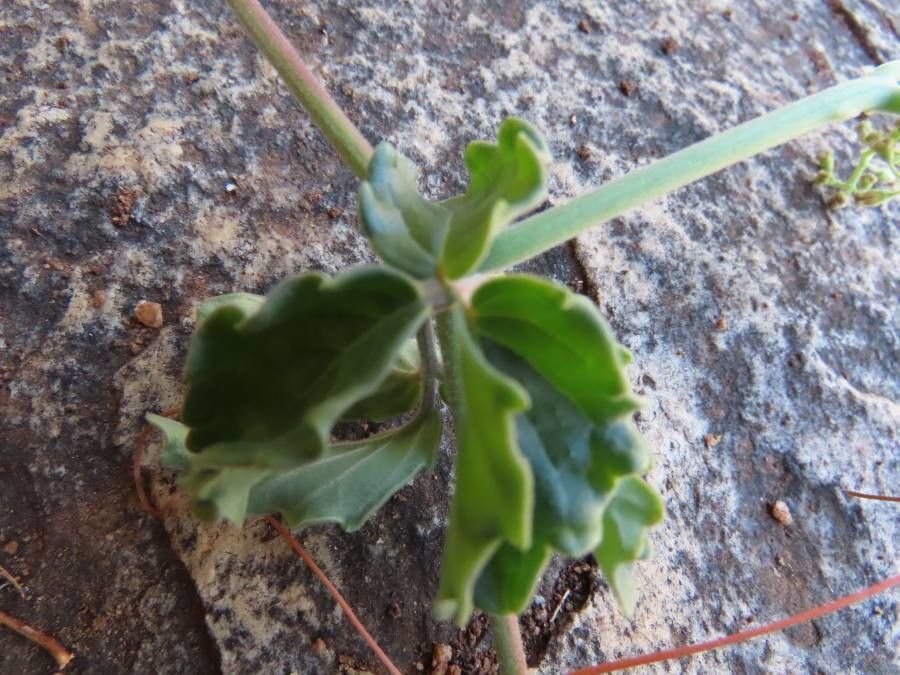 Cyphostemma digitatum — houseplant care guide