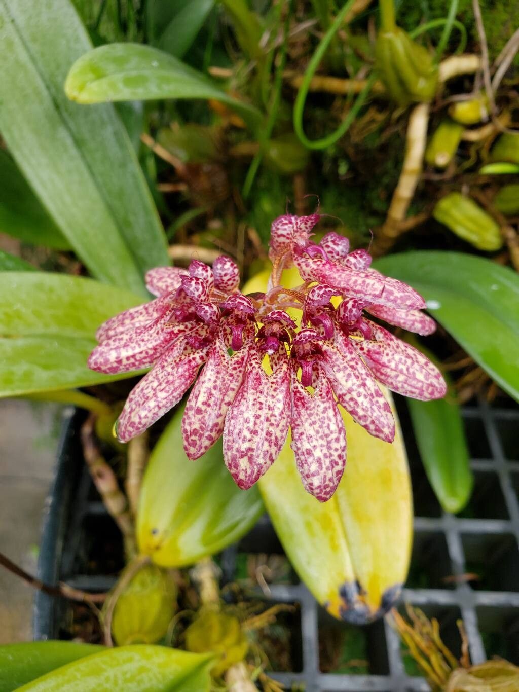 Bulbophyllum mastersianum flower