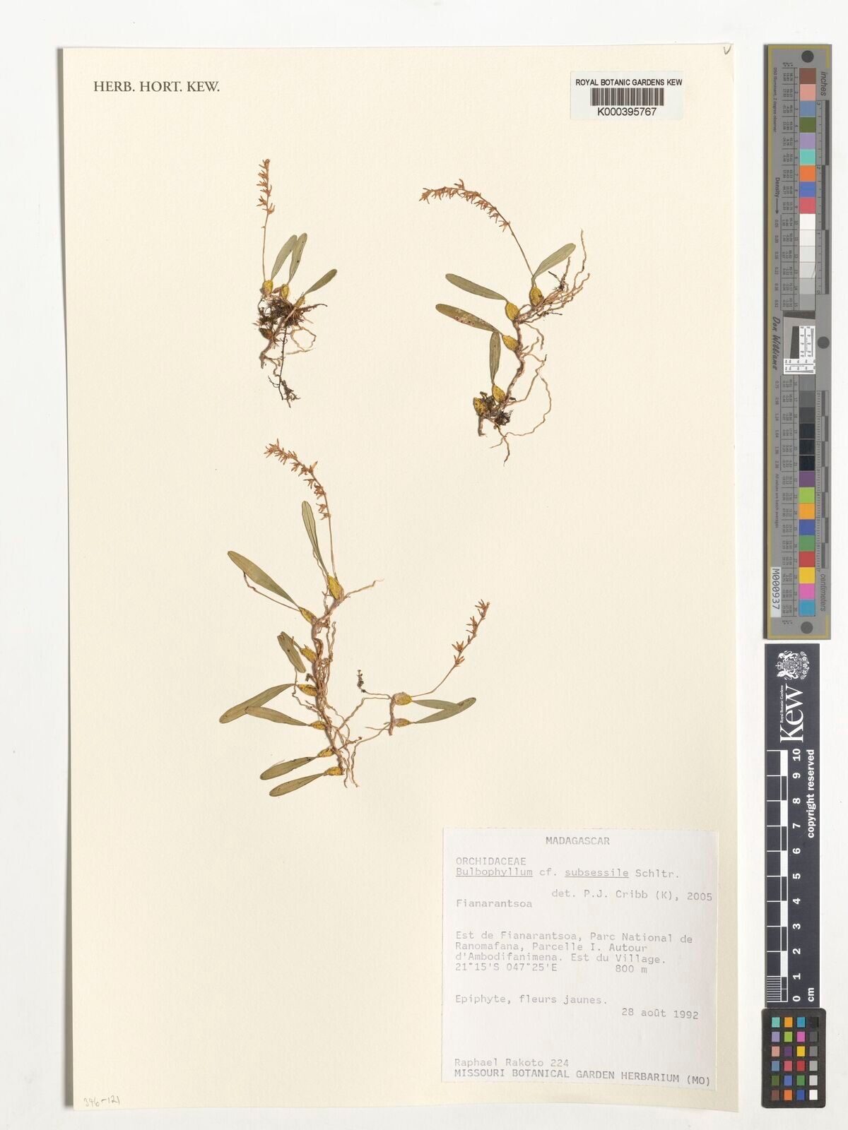 Bulbophyllum subsessile — houseplant care guide