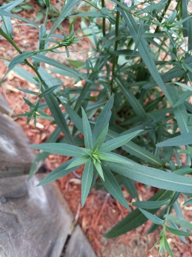 Symphyotrichum subspicatum leaf