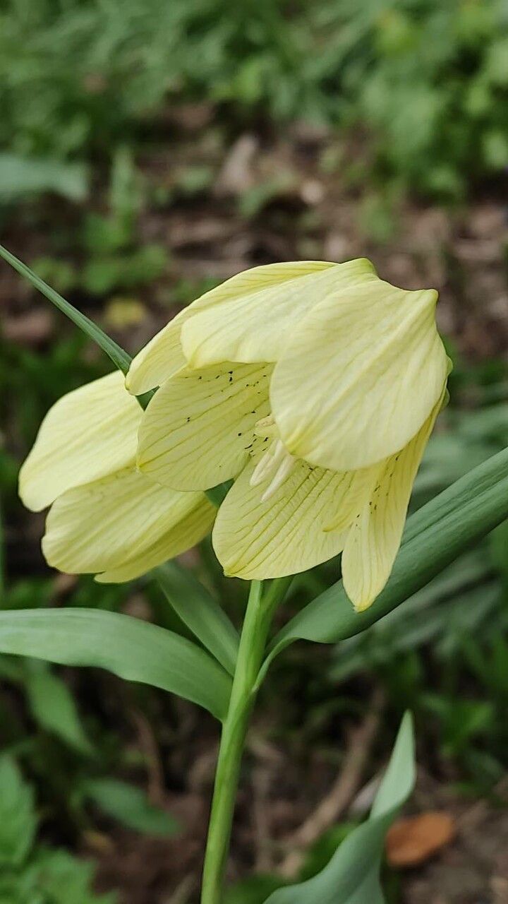 Fritillaria pallidiflora flower
