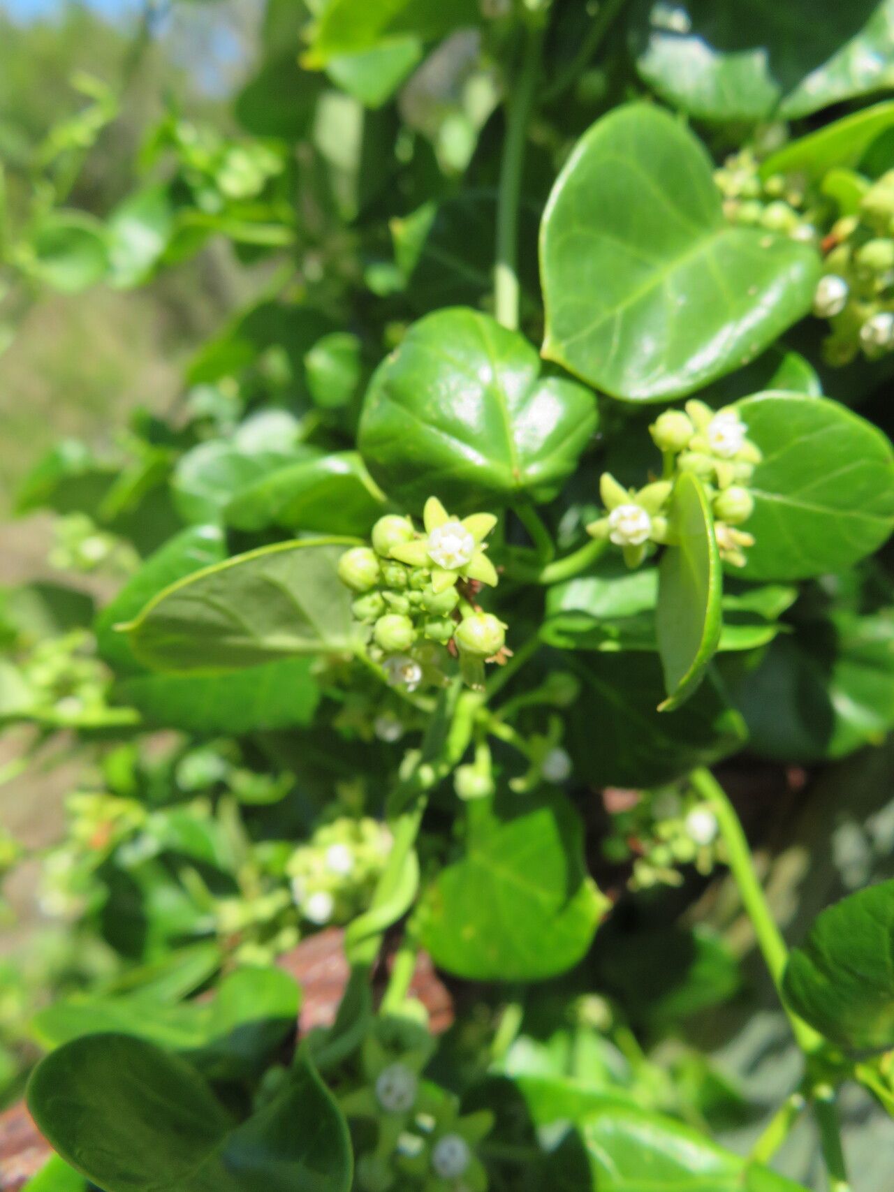 Cynanchum obtusifolium flower