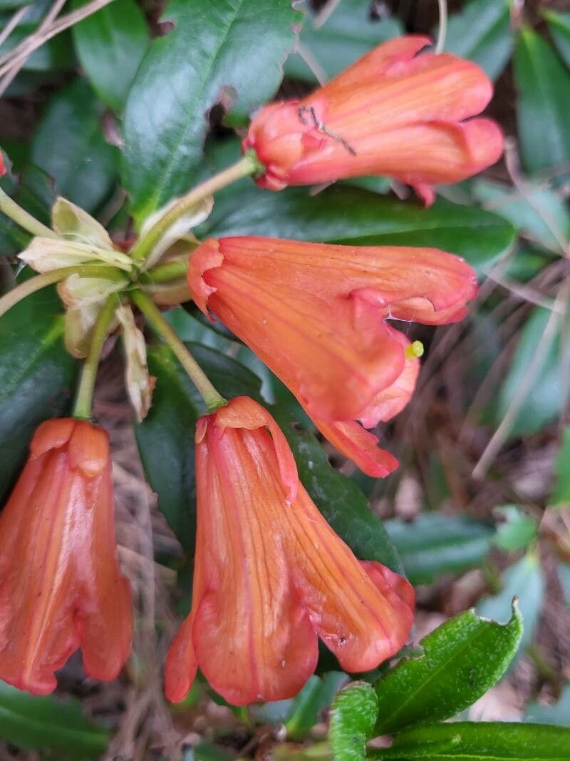 Rhododendron dichroanthum flower