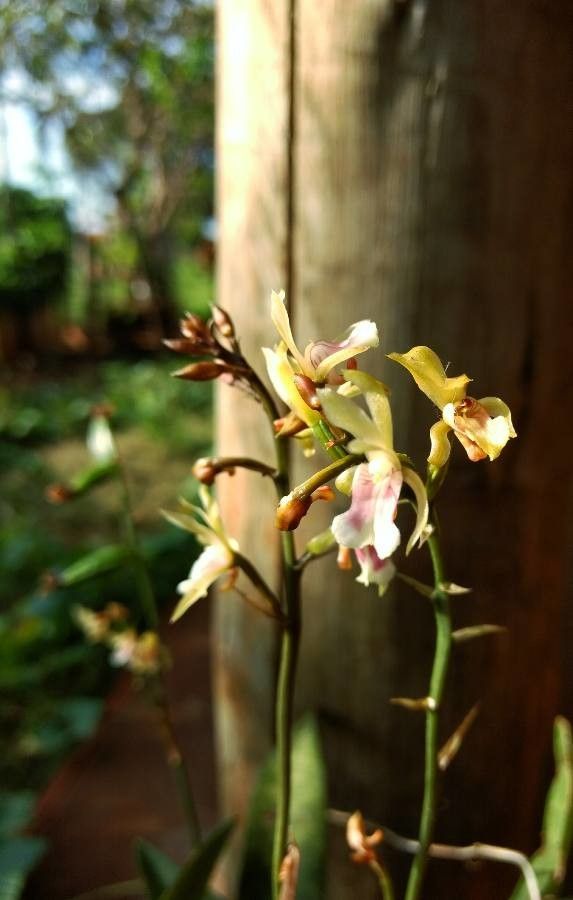 Eulophia maculata flower