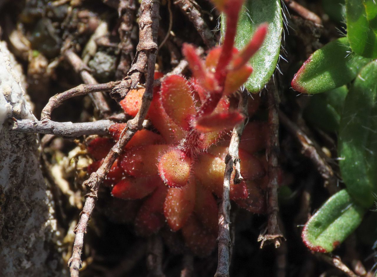 Saxifraga adscendens