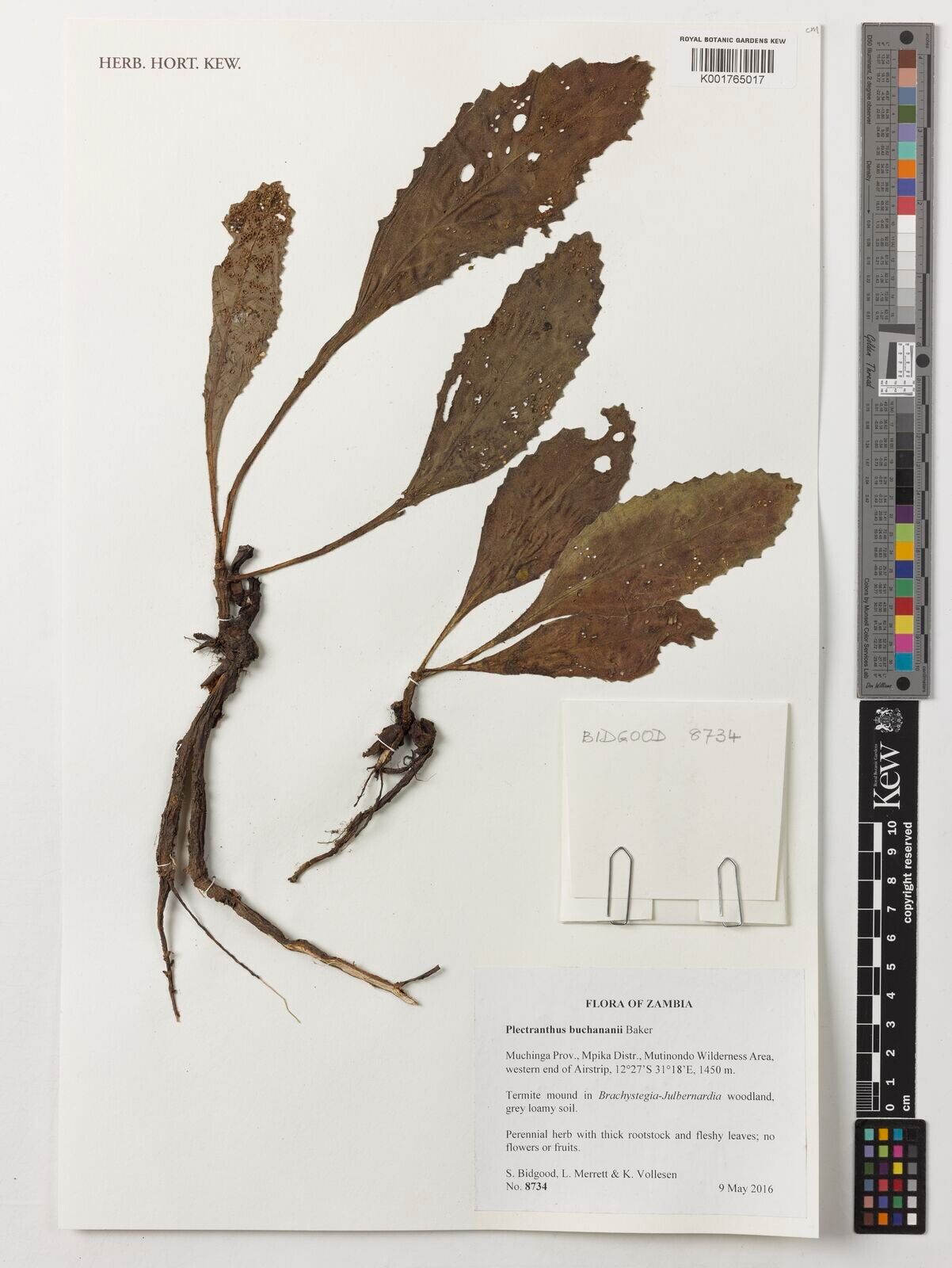 Coleus buchananii — houseplant care guide