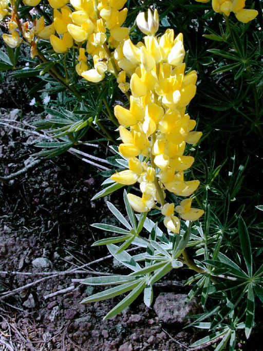 Lupinus croceus — search result for 'Lupinus'