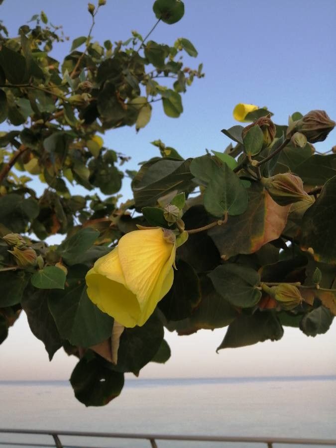 Hibiscus tiliaceus flower
