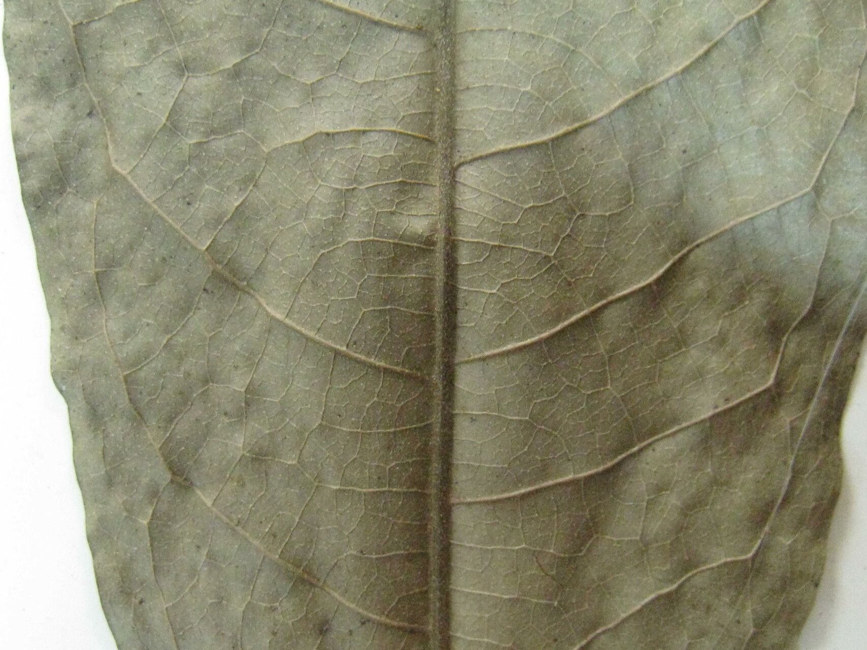 Duguetia riparia other