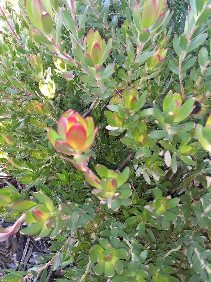 Leucadendron stelligerum — search result for 'Leucadendron'