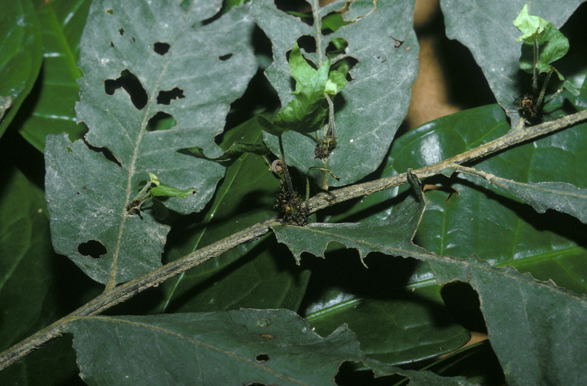 Tectaria incisa bark