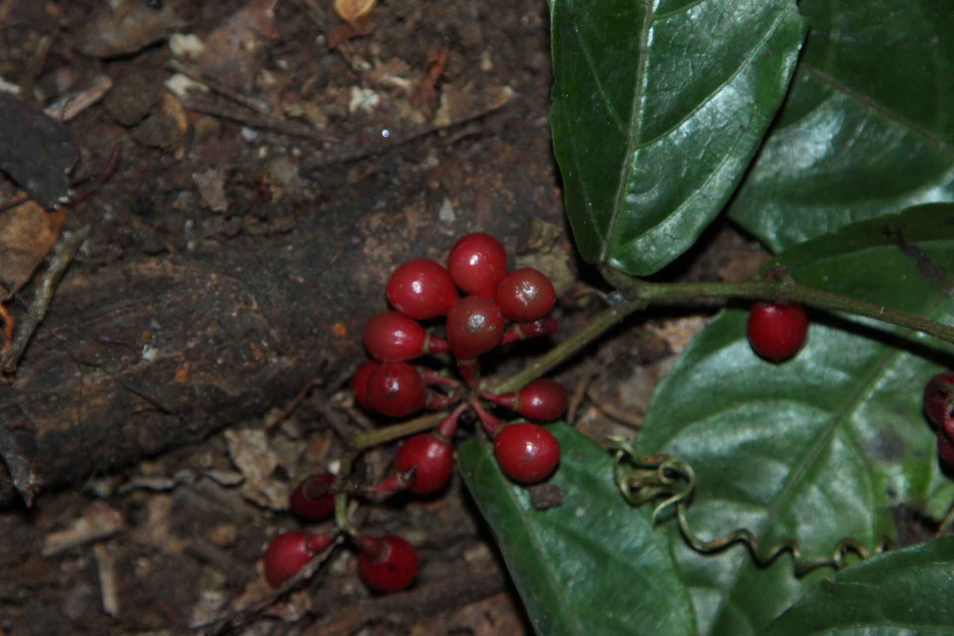 Cissus diffusiflora fruit
