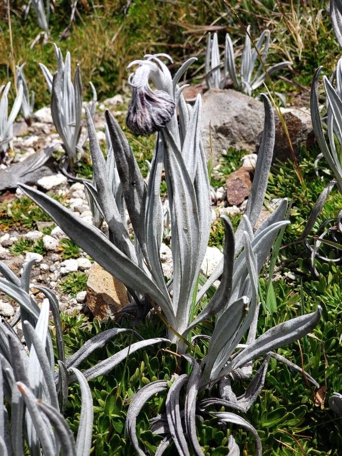 Senecio nivalis — houseplant care guide