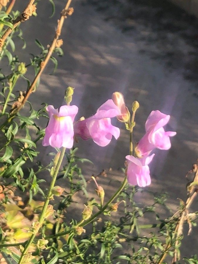 Antirrhinum australe flower