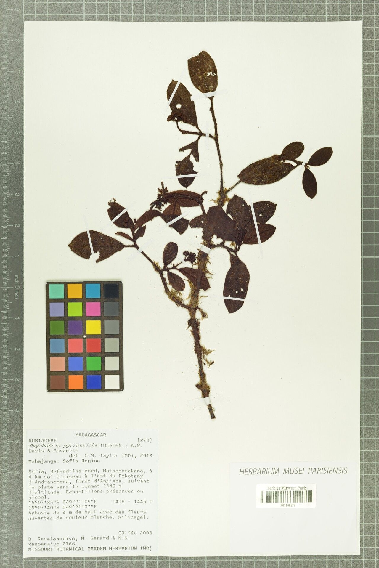 Psychotria pyrrotricha — houseplant care guide