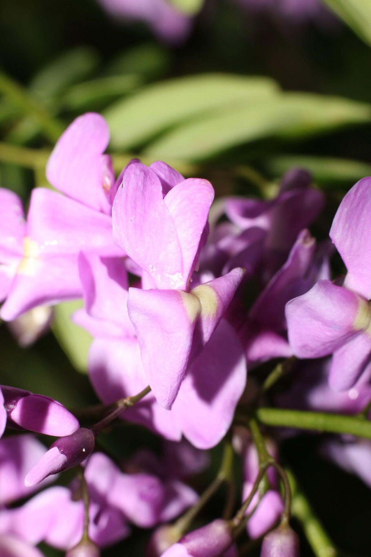 Lonchocarpus schiedeanus flower